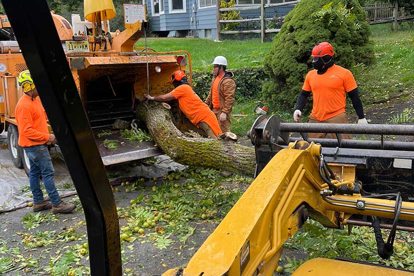 How to Find a Good Tree Removal Service​ in New Jersey